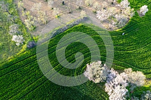 Drone aerial view of green meadow agriculture field and blooming almond tree. Spring season outdoor.