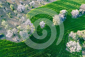 Drone aerial view of green meadow agriculture field and blooming almond tree. Spring season outdoor.