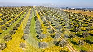 Drone aerial view of olive grove in Alentejo Portugal