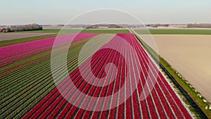 Drone aerial view red pink tulips during sunset, tulip fileds in the Netherlands Noordoostpolder, beautiful sunset