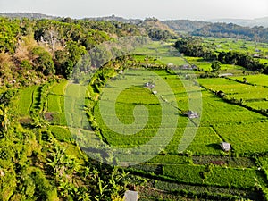 Drone aerial view on rice terraces in east Bali. Green rice fields with huts around and trees around. Rice fields and beautiful la photo