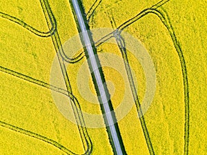 Drone aerial view of yellow rapeseed field with road and tracks photo