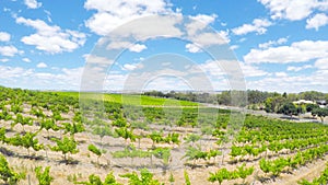 Drone aerial views of rows of grapevines and scenic landscape