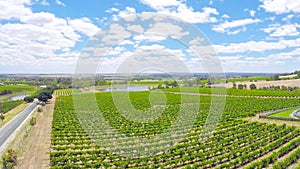 Drone aerial views of rows of grapevines and scenic landscape