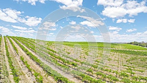 Drone aerial views of rows of grapevines and scenic landscape