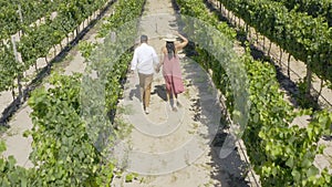 Drone, agriculture and a couple walking on a farm together for love, romance or wine tasting in the countryside