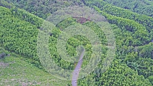 Drone Approaches Road Forest Plantations in Highland