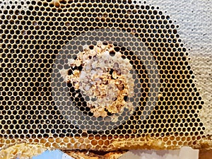 Drone Brood and Mites photo