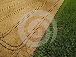 Drone capture of a ripe crop field and green corn field in summer