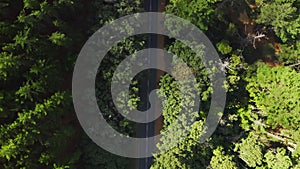 Drone, car and environment with nature, road and forest with sunshine, wind or plants with woods. Outdoor, summer or