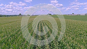 Drone Close View of Rows of Green Corn Stalks Traveling Along the Rows