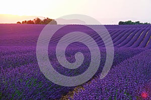 DRONE: Evening sun rises from behind hills and illuminates fields of lavender.