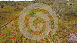 The drone flies along the poppy field