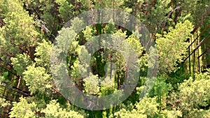 Drone flies low over forest and coniferous evergreen trees.