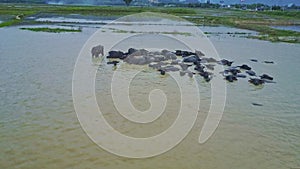 Drone Flies over Buffaloes Herd Bathing in Water by Road