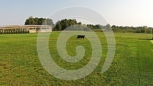 The drone flies over the clipped grass where walking big black dog