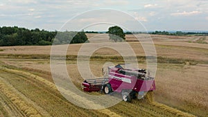 Drone flies over red harvester machine cut wheat crop in rural yellow field. Agriculture food production.