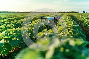 A drone that flies over a strawberry plantation and sprays chemicals.