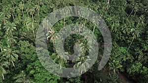 Drone flies over vibrant tropical forest with palms, capturing nature essence on clear day. This view celebrates lush