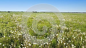 The drone flies at small height along the field with white dandelions to sunny summer day