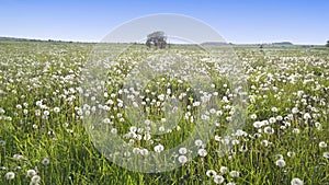 The drone flies at small height along the field with white dandelions to sunny summer day