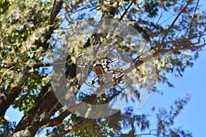 Drone on flight across pine trees.