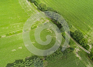 Drone flight and aerial view over a corn field