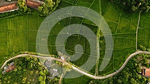 Drone flight over lush green rice fields at sunset, rural village road winding through agricultural landscape