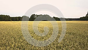 Drone flight over a wheat field