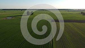 Drone fly above beautiful green spring meadow and crop fields