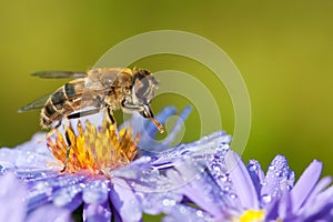 Drone fly on aster flower