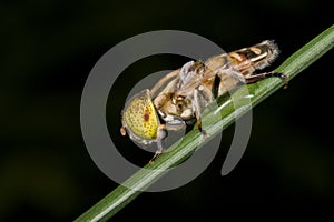 Drone fly hover fly photo