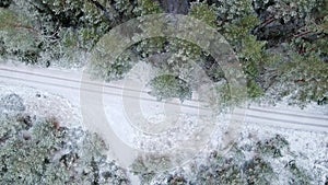 Drone Flying Above Pine tree Forest After The First Snow