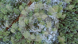 Drone Flying Above Pine tree Forest After The First Snow