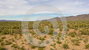 Drone Flying Close To Saguaros In Sonoran Desert, Arizona- Wide Shot