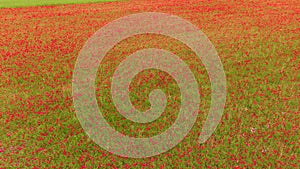 DRONE: Flying high above a grassfield full of poppy flowers in full bloom.