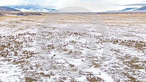 DRONE: Flying high above the snowy prairie as a herd of elk migrates in winter.