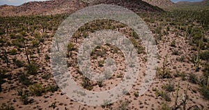 Drone flying low above giant Saguaro cactus desert field scenery landscape in epic Arizona national park reserve USA.