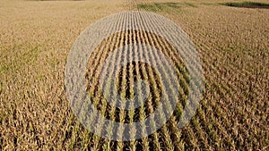 Drone flying low over ripe and faded corn field. Rural scenery, farm.   Summer autumn season. Agriculture food production
