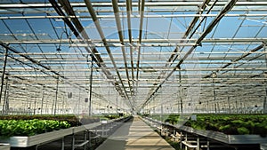 Drone flying in a modern greenhouse for oraganic crop