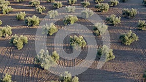 Drone flying over olive field in spain with lines in field