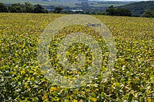 Drone flying over soy plantation on sunny day in Brazil