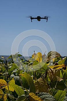 Drone flying over soy plantation on sunny day in Brazil