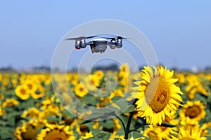 The drone is flying over the sunflower field technology