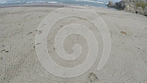 Drone Footage Along Sand Beach With Man And Dogs Running By Surf