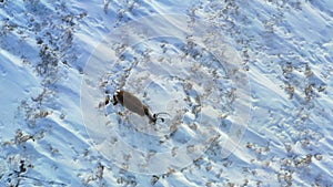 Drone footage of caribou from a birds eye view, top down, during winter