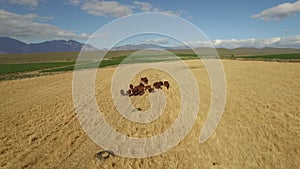 Drone footage of cows grazing