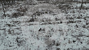 Drone footage of deers in wild rural landscape during winter day