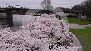 Drone footage flying above the treetops of the cherry blossoms near Burnside Bridge