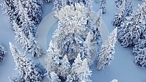 Drone footage over the high alpine mountains and winter forests of the Baikal mountains, a high mountain pass in the